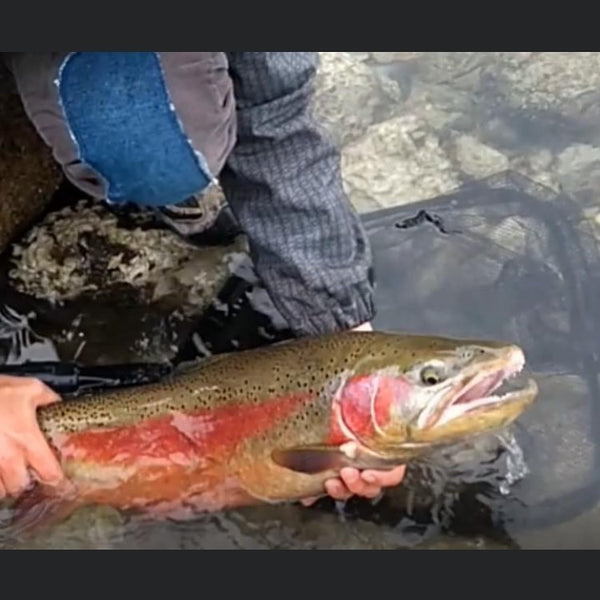 Young Angler's Land A Brute of A Kootenay Rainbow